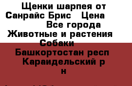 Щенки шарпея от Санрайс Брис › Цена ­ 30 000 - Все города Животные и растения » Собаки   . Башкортостан респ.,Караидельский р-н